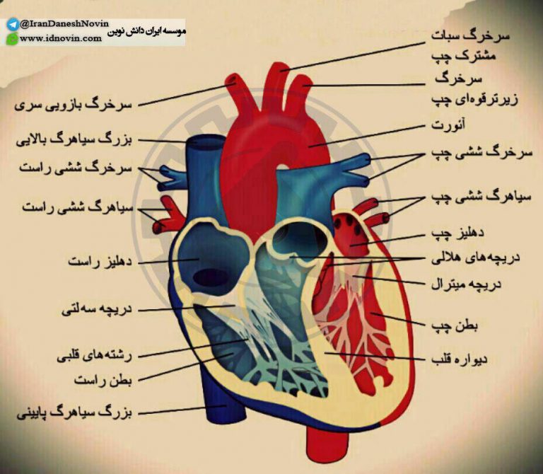 عکس قلب کتاب زیست شناسی آیدی نوین