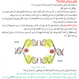 جزوه زیست دوازدهم آرامفر